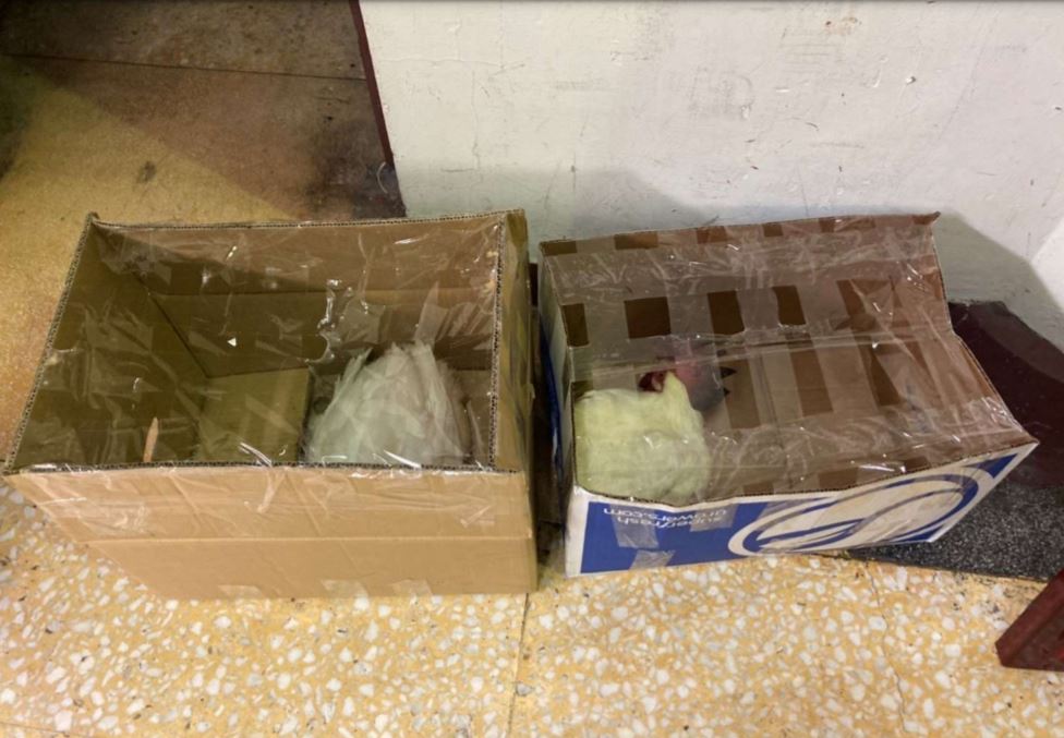 新北市動保處接獲通報，兩個盛裝雞鴨紙箱遭棄置在板橋殯儀館某處角落。 圖：新北市動保處提供