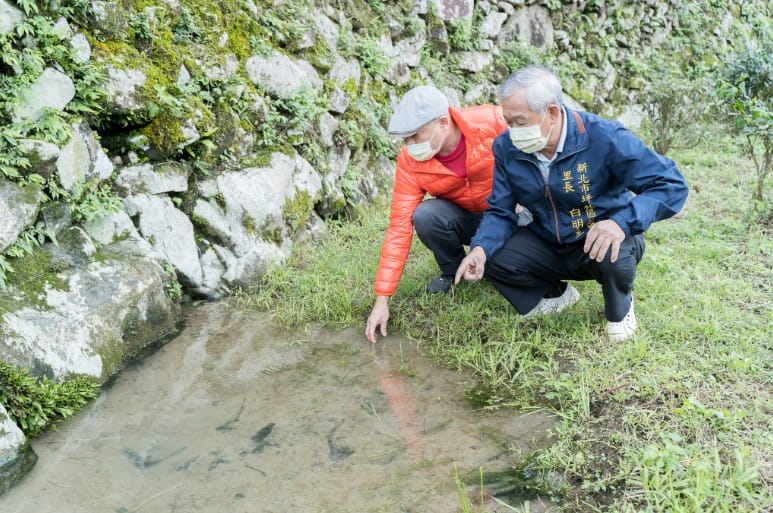 多年環境友善循環下，0.4公頃的天然茶園更達到「零農藥殘留」有機標準。 圖：新北市民政局提供