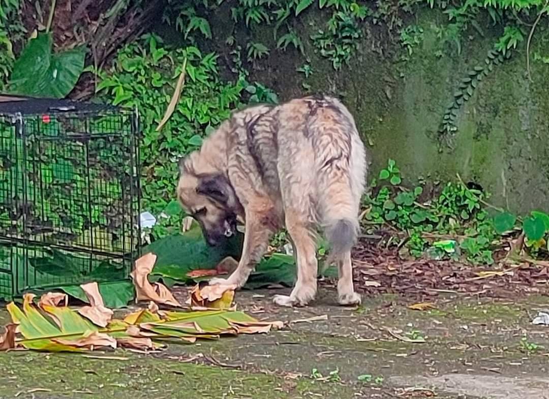 動保員經過一週觀察，高加索犬仍堅守在原地啃咬玩球。 圖：新北市動保處提供
