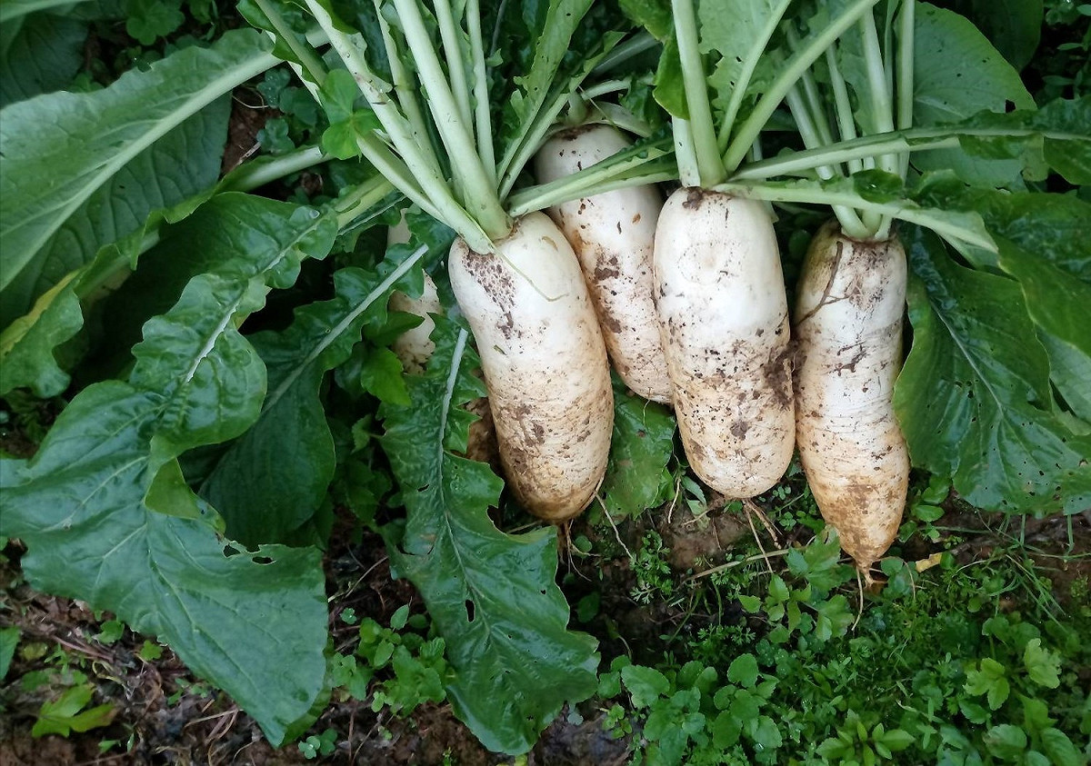 蕃婆林休閒農場-產銷履歷白蘿蔔。 圖：新北市農業局提供