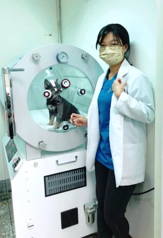 高壓氧皆由獸醫師進行操作。 圖：新北市動保處提供