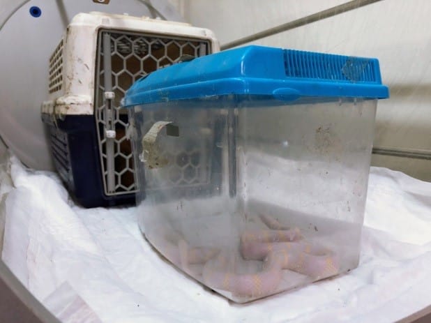 爬蟲類與鳥類也能做高壓氧治療。 圖：新北市動保處提供