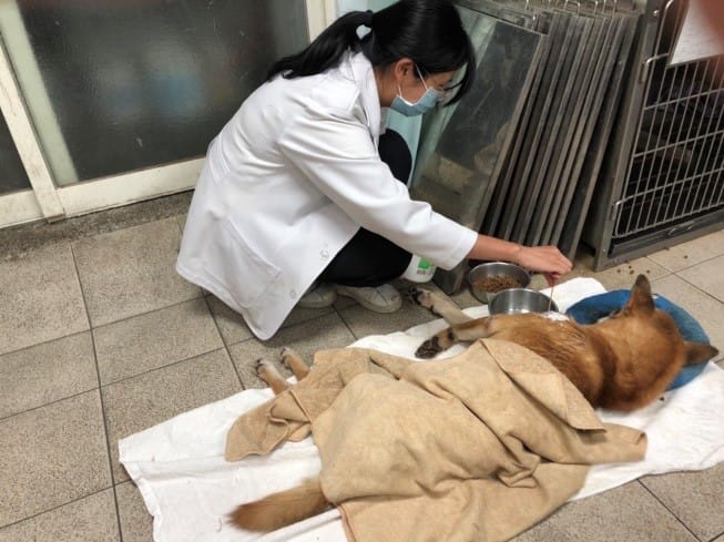 癱瘓動物必須靠人類餵食及預防褥瘡。 圖：新北市動保處提供
