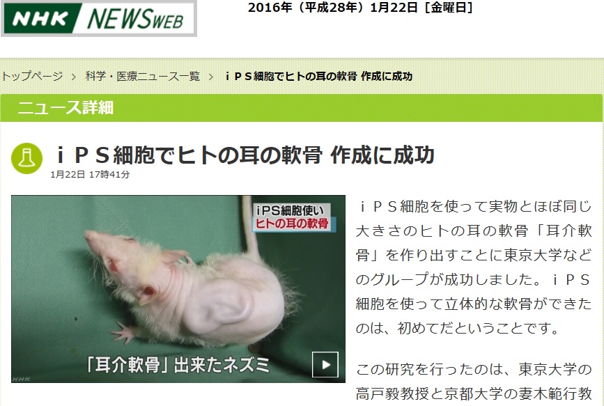 根據日本放送協會(NHK)22日報導，日本東京大學、京都大學等研究團隊用iPS細胞做出立體的人耳軟骨，這是史上第1次。  圖：翻攝自NHK官網