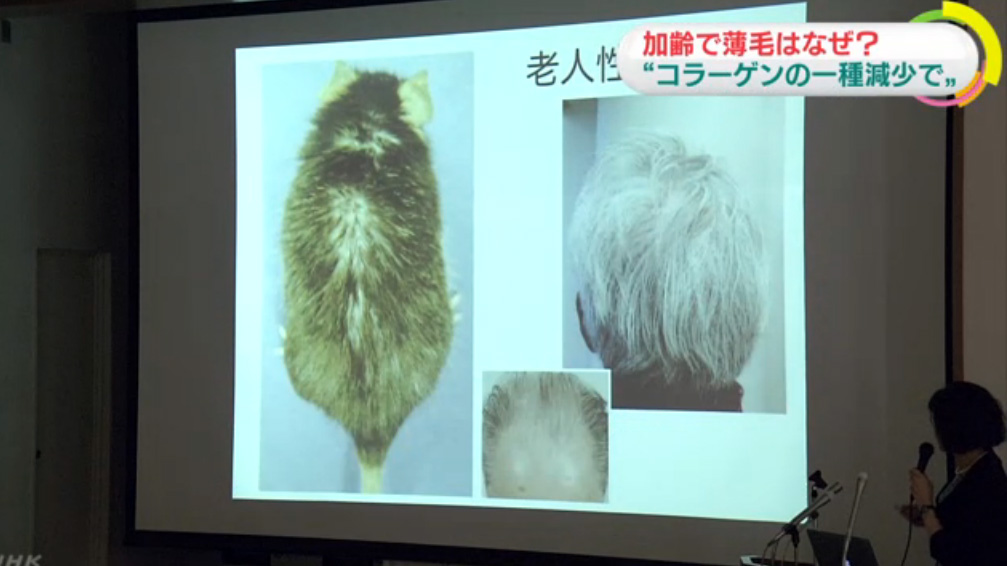 東京醫科齒科大學教授西村榮美正說明實驗鼠毛髮脫落，與老人頭髮稀疏的關連。 圖：翻攝NHK