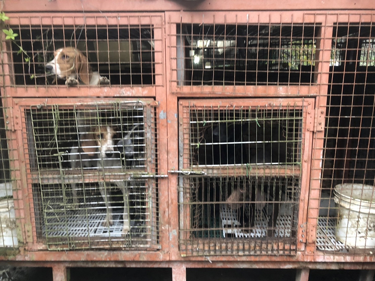 新北市動保處查獲飼主養22隻狗、1隻台灣獼猴，卻未妥善照料，重罰14.3萬元。 圖：新北市動保處提供