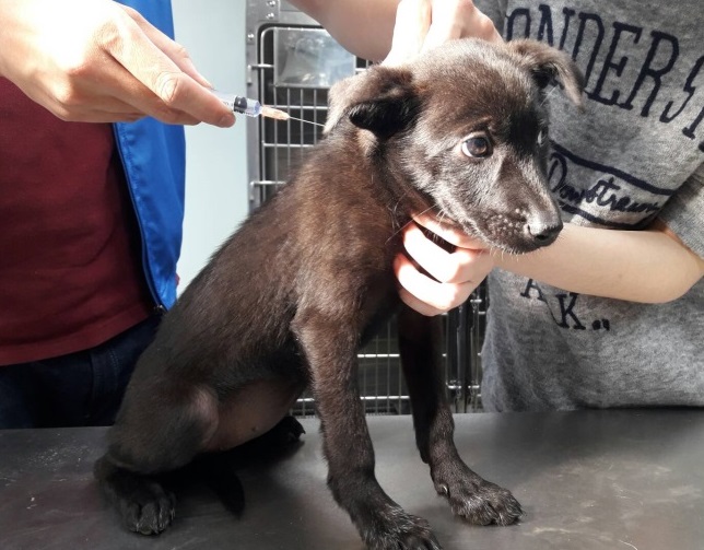 飼養寵物應完成寵物登記、每年補強狂犬病疫苗及絕育。 圖：新北市動保處提供
