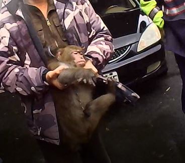 獵捕野生獼猴涉觸犯野生動物保育法。 圖：新北市動保處提供