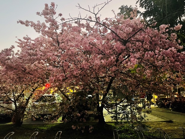 櫻花王。 圖：新北市水利局/提供