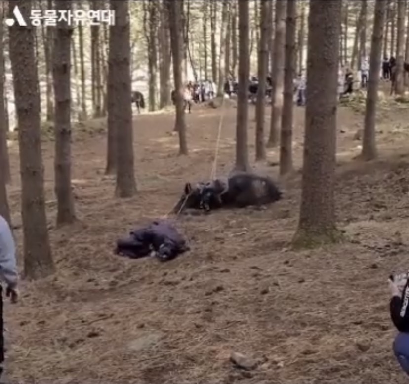 韓國 KBS 電視台為拍攝馬匹摔倒鏡頭，強制將馬匹絆倒致其死亡，事件曝光後引發巨大爭議。 圖：翻攝自推特