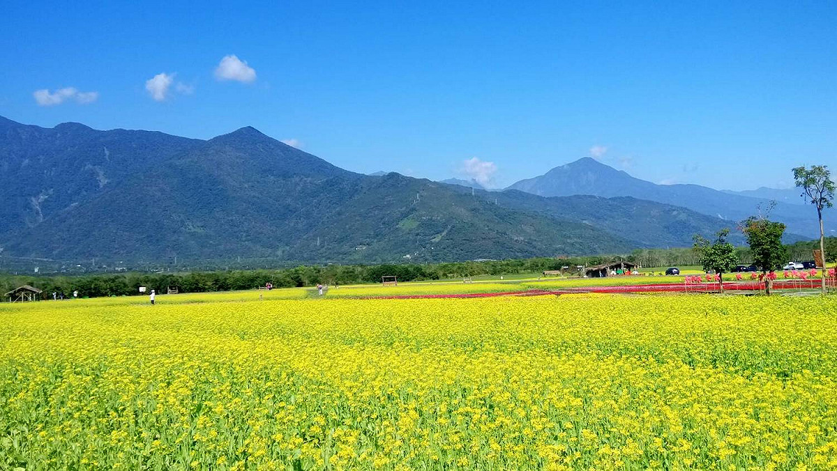 大農大富平地森林園區春節花海。 圖：林務局／提供