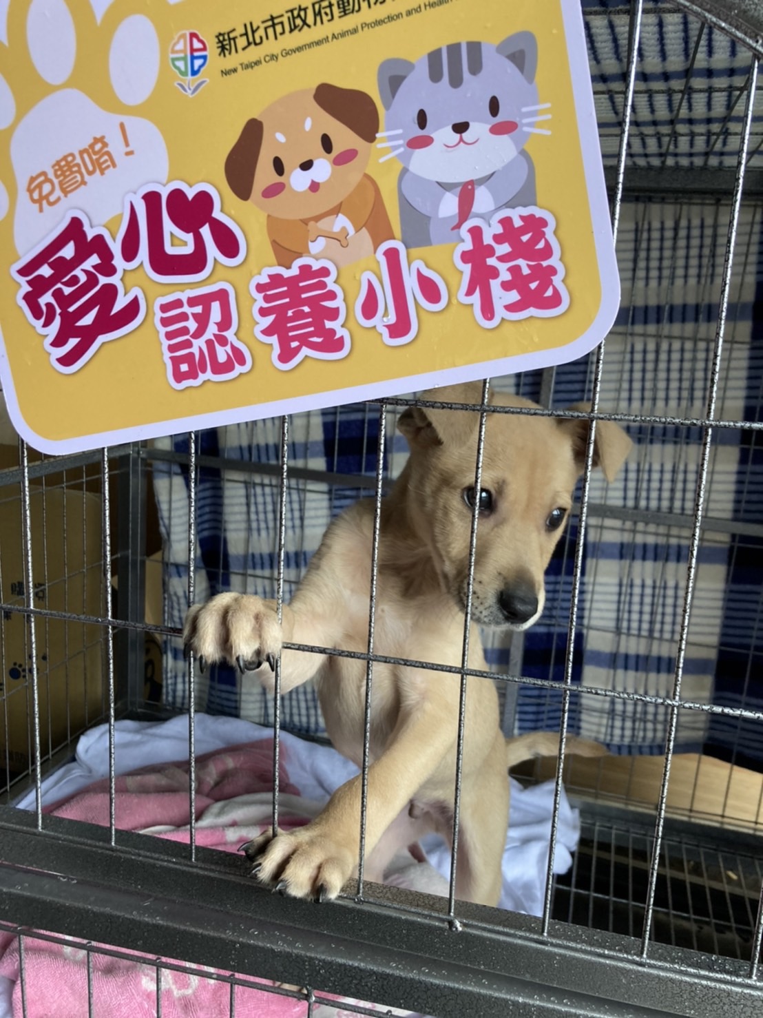 三芝八賢里愛心認養小棧，有可愛的幼犬等候認養。 圖：新北市動保處提供
