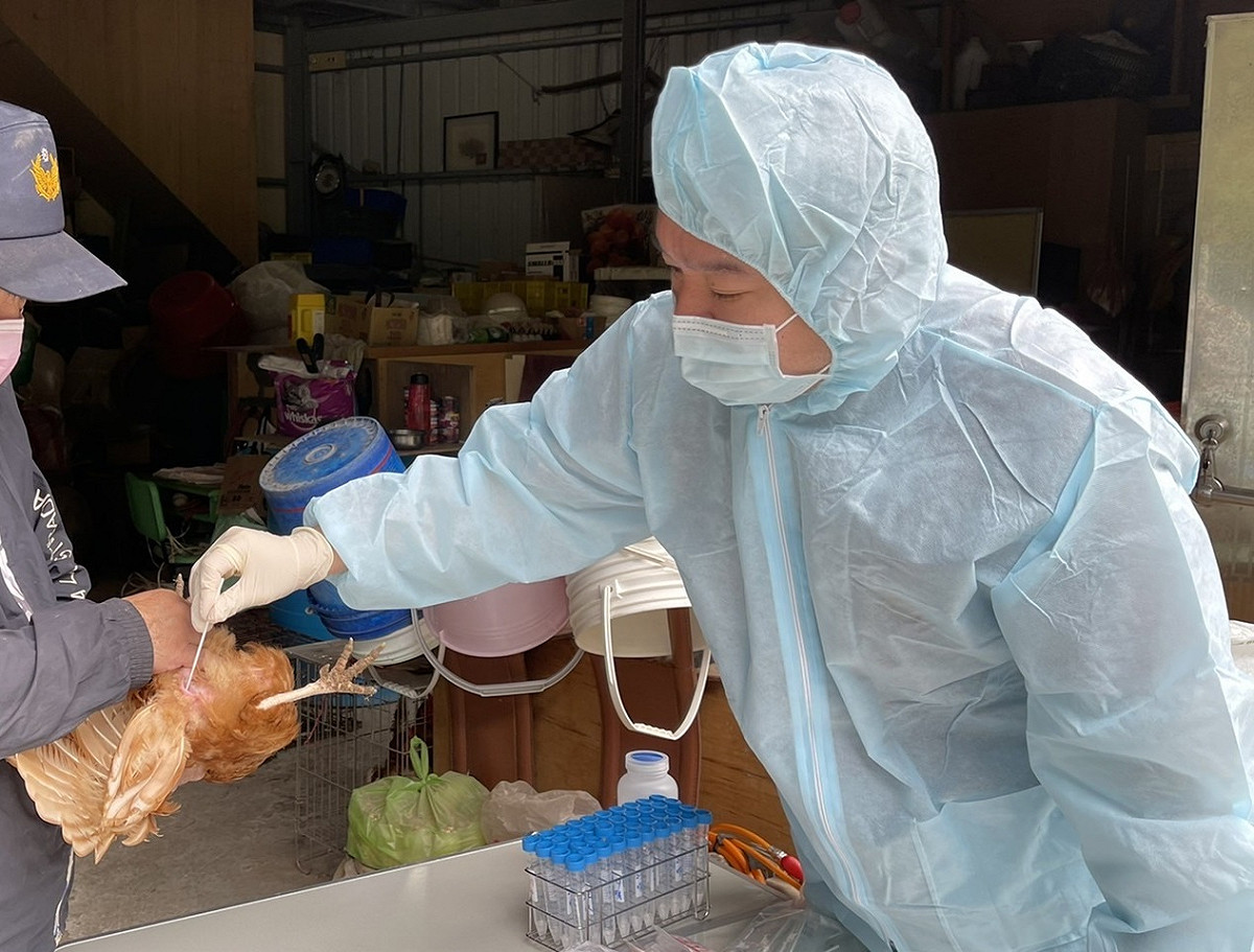 新北市動保處前往禽場進行周邊監測採集泄殖腔拭子。 圖：新北市動保處提供
