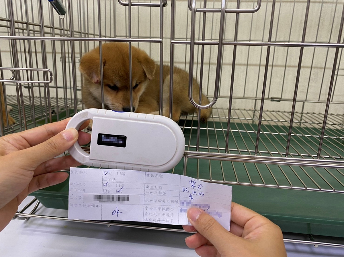 掃描犬隻晶片號碼核對資訊卡及寵物登記資料。 圖：新北市動保處提供