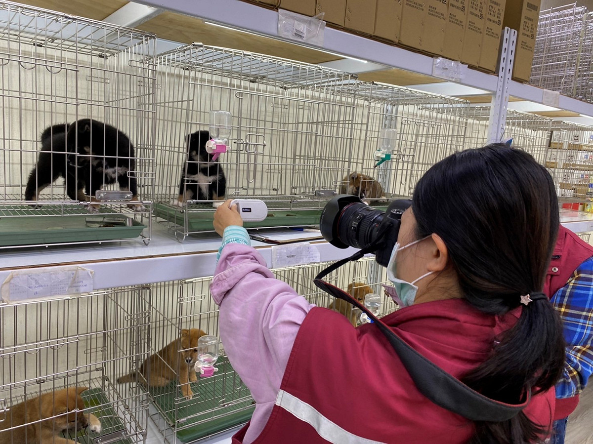 店家販售來源不明柴犬，將依動保法開罰。 圖：新北市動保處提供