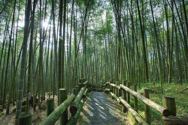 交通部「悠遊國旅補助方案」7月15日開跑。(圖為嘉義縣阿里山鄉的迷糊步道)