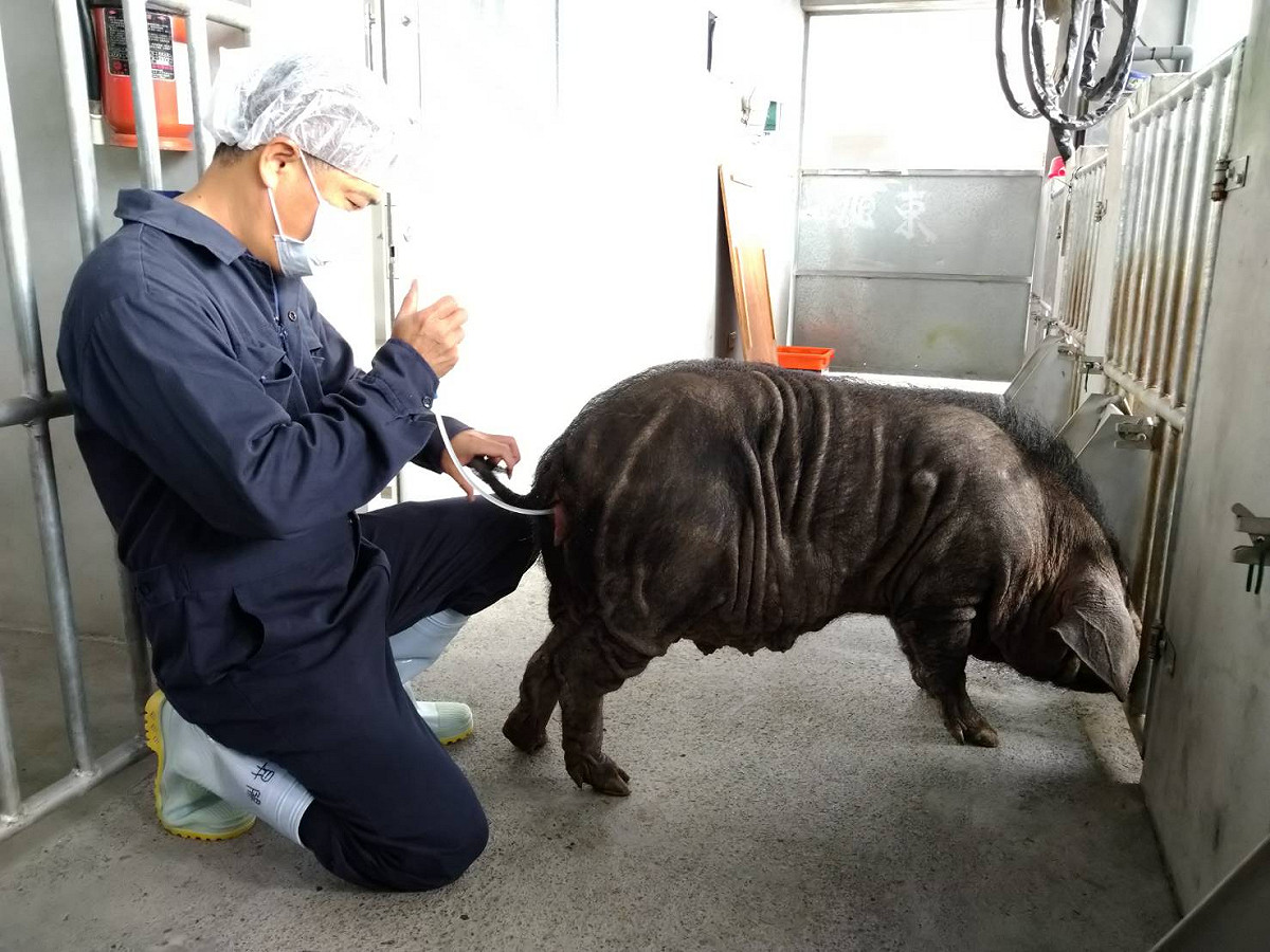 94年所製成的冷凍精液，解凍後進行人工授精。 圖：行政院畜試所／提供