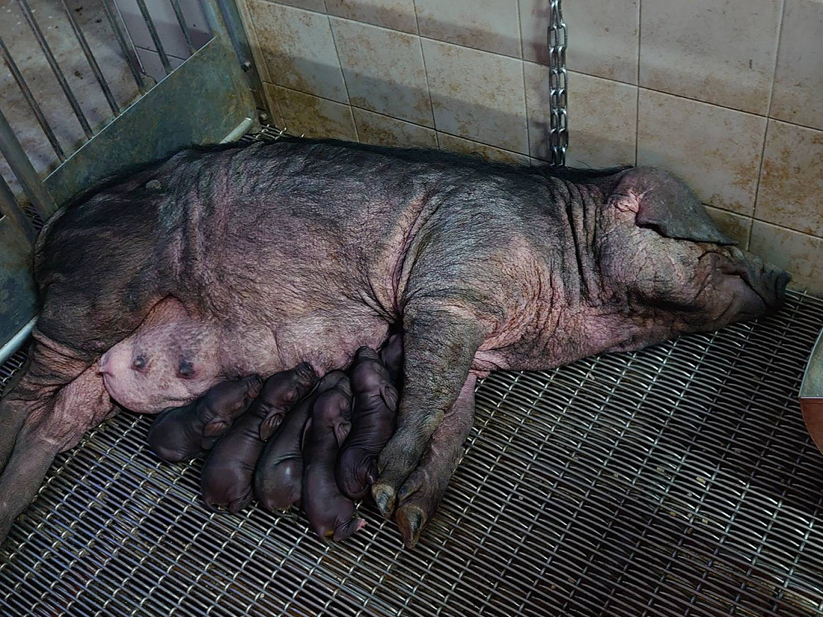 桃園豬人工授精後成功分娩仔豬。 圖：行政院畜試所／提供