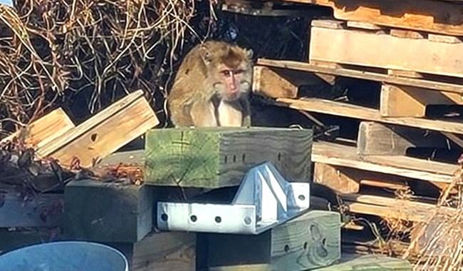 網友拍到逃跑的模里西斯猴子。 圖 : 翻攝自推特