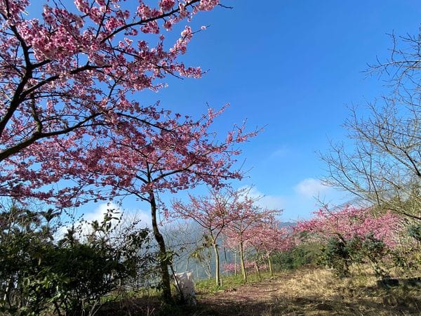 2022雲林草嶺櫻花季已經有上萬棵櫻花盛開。 圖：雲林縣政府／提供