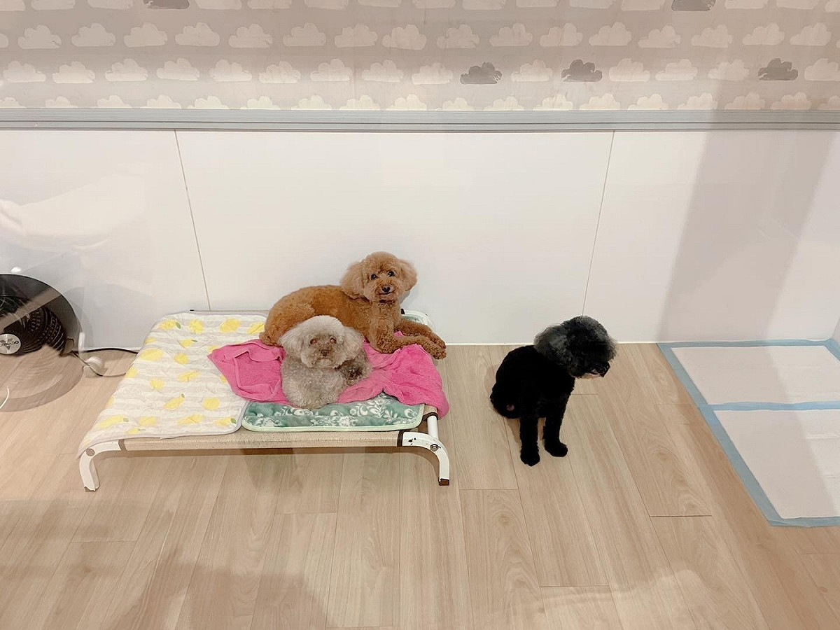 寵物寄宿時，建議讓同一家庭或體型大小相似的犬隻住在一起。 圖：新北市動保處提供