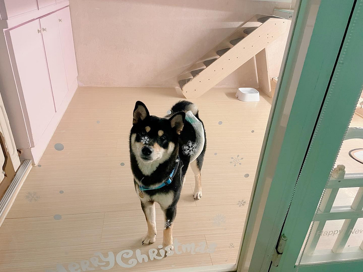寵物寄養時無法接受群居的環境，可選擇獨立房。 圖：新北市動保處提供