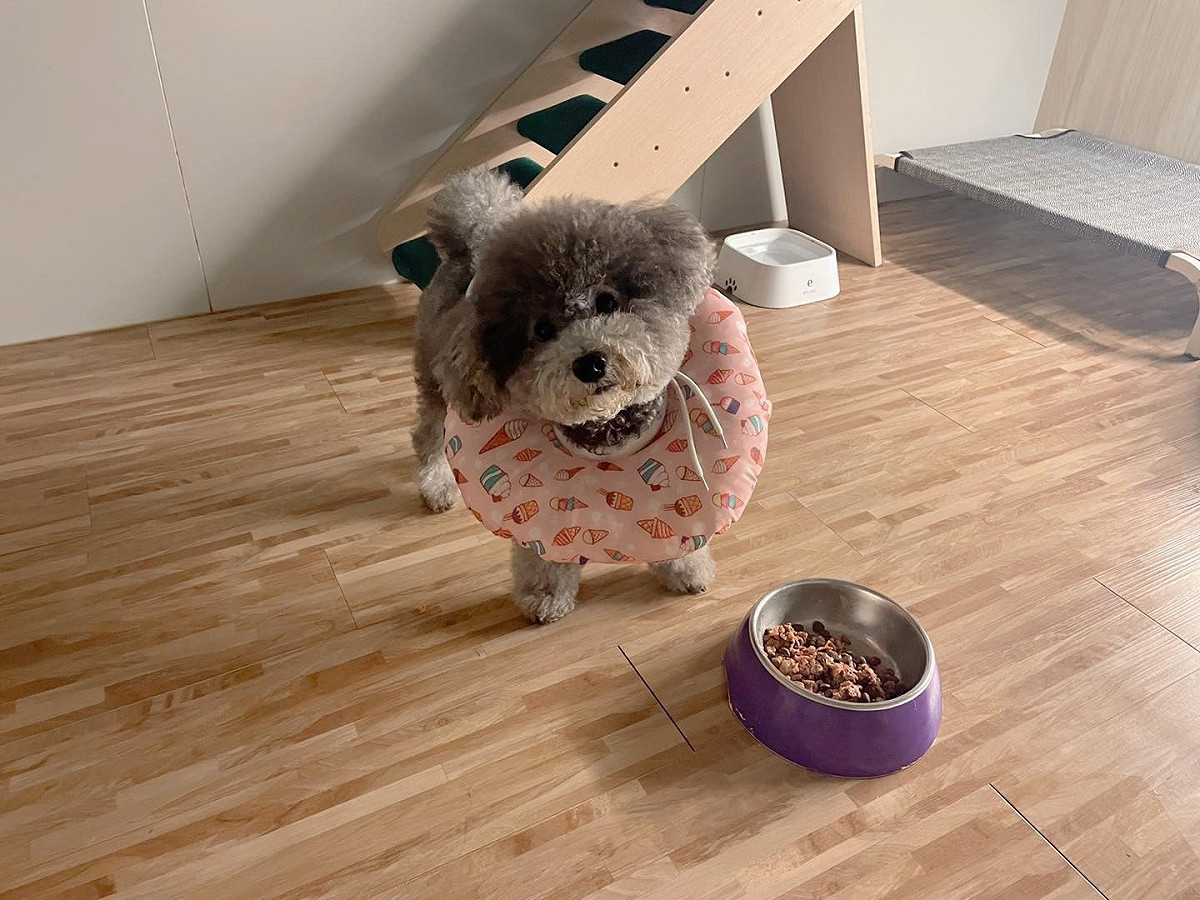 寵物寄宿時突然更換飼料可能造成腸胃不適，可請飼主攜帶寵物自己的飼料。 圖：新北市動保處提供