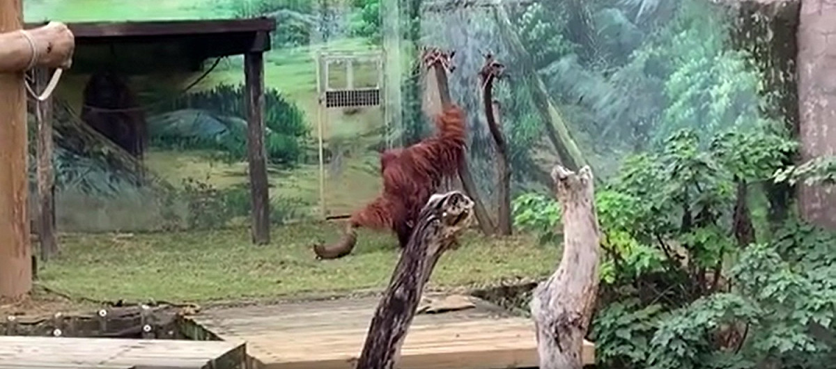 一名網友參觀新竹動物園時，發現紅毛猩猩抓住山羌的後腿甩動。 圖：翻攝自Dcard文章「新竹動物園放猩猩霸凌山羌」