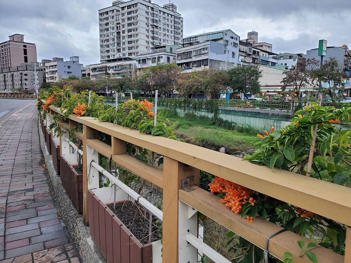 超過160株炮仗花將形成亮橘色花海。 圖：新北市水利局提供