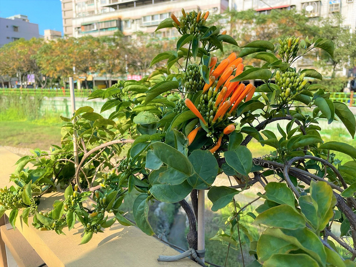 鴨母港溝整治後的風采，帶給居民煥然一新休憩散步的好地方。 圖：新北市水利局提供