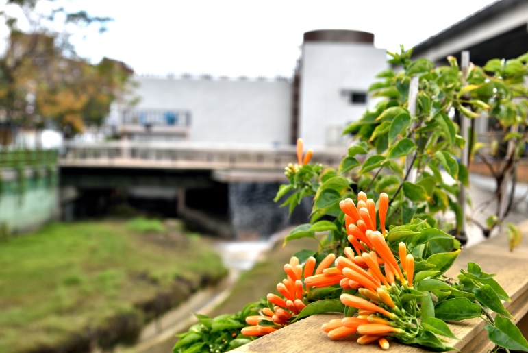 蘆洲鴨母港溝左右岸堤牆上炮仗花已陸續開始綻放。 圖：新北市水利局提供