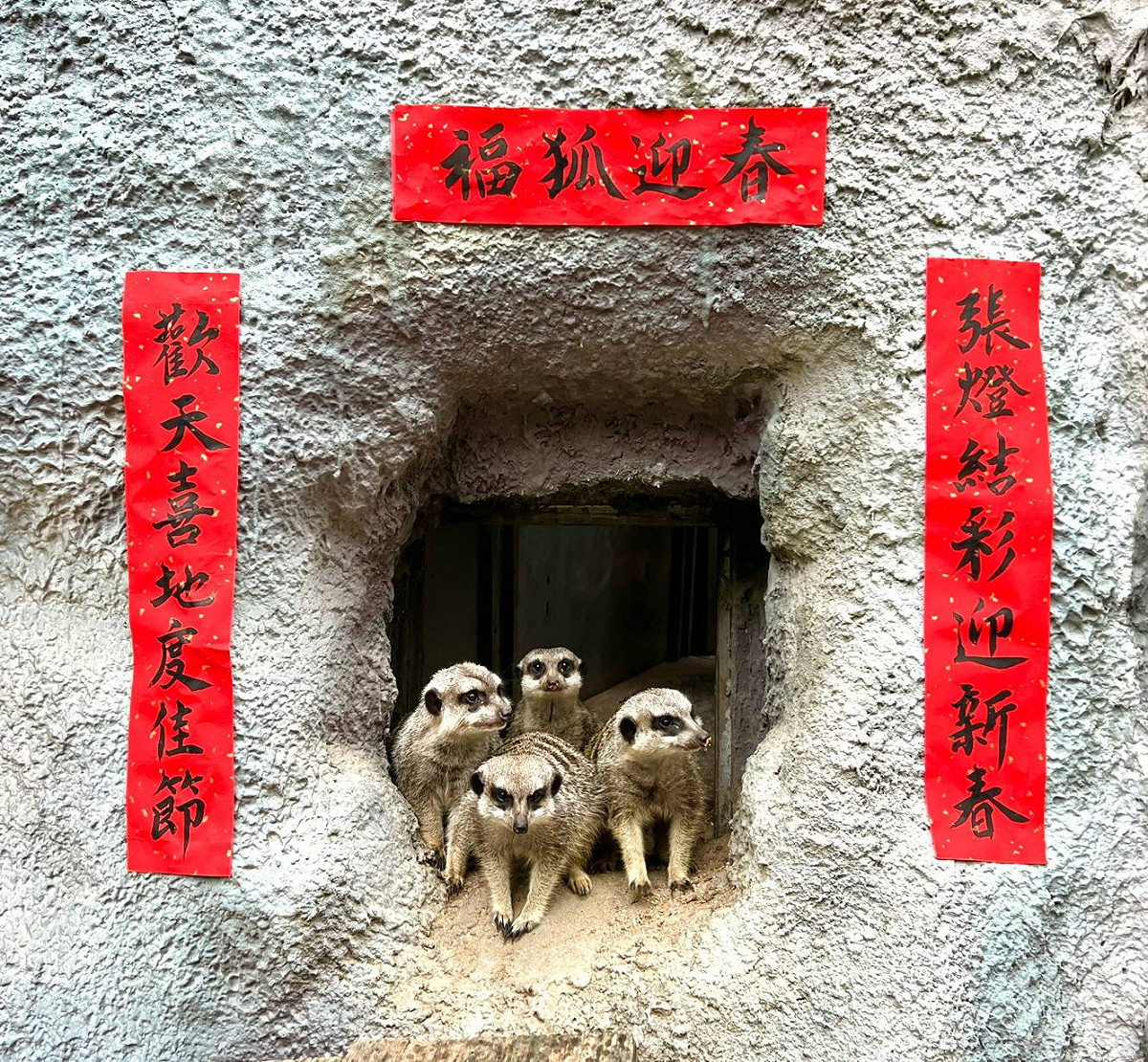 狐獴的家貼上喜氣的春聯。 圖：高雄市觀光局提供