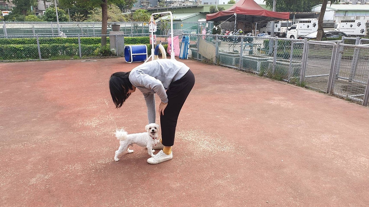 板橋動物之家提供大小型犬運動區，有穿梭隧道、跳欄、擺桿、跳高輪胎架、爬坡及有裝置狗便袋等設施。 圖：新北市動保處提供