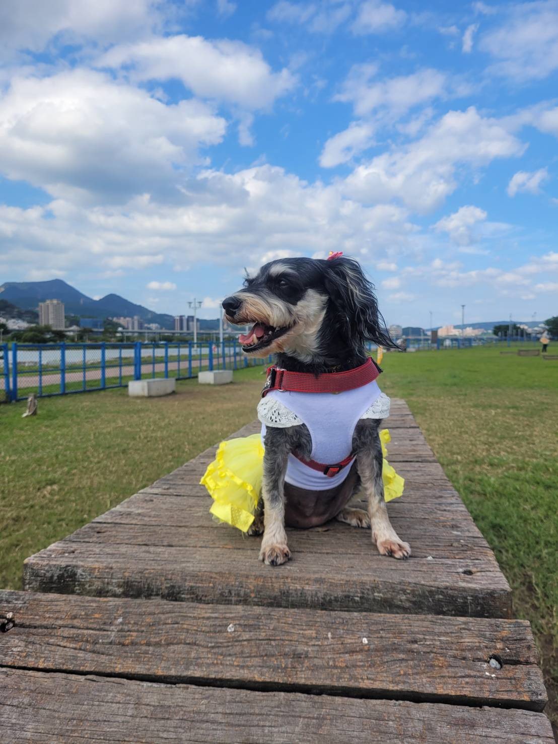 外出時若逢氣溫寒冷，也請記得為毛寶貝加上衣服，做好保暖工作，別讓毛寶貝著涼。 圖：新北市動保處提供