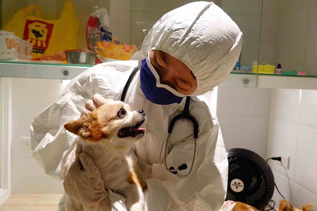 新北市動保處獸醫師替毛寶貝檢查口眼鼻及耳朵狀況。 圖：新北市動保處提供