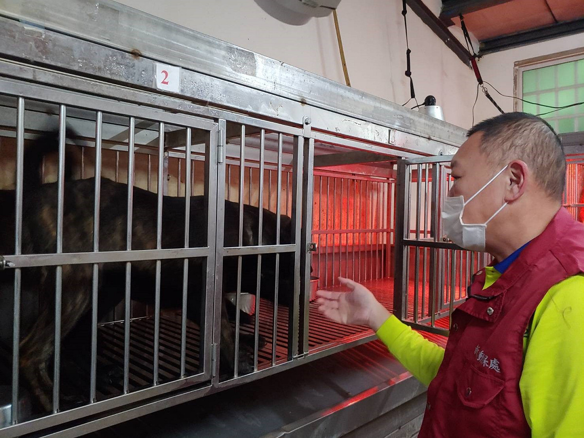 曾瑞堂照顧動物舍犬隻。 圖：新北市動保處提供