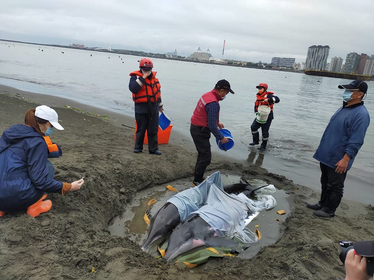 擱淺糙齒海豚扶正後以布覆蓋，救援人員不時以海水保持皮膚濕潤。 圖：新北市動保處提供