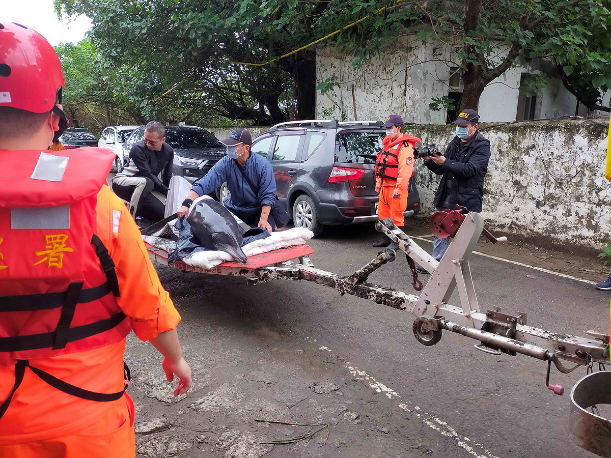 救援人員將每海豚搬運至沙灘車，再接駁至動保處管制車。 圖：新北市動保處提供