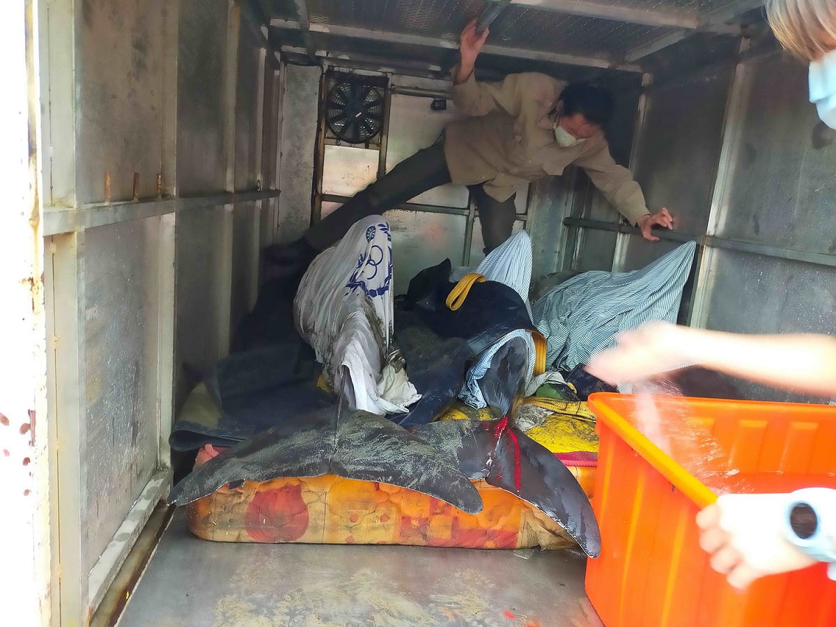 3隻海豚以動保處管制車載運除以濕布保濕外，並需準備水桶不時澆水，以保持皮膚濕潤。 圖：新北市動保處提供