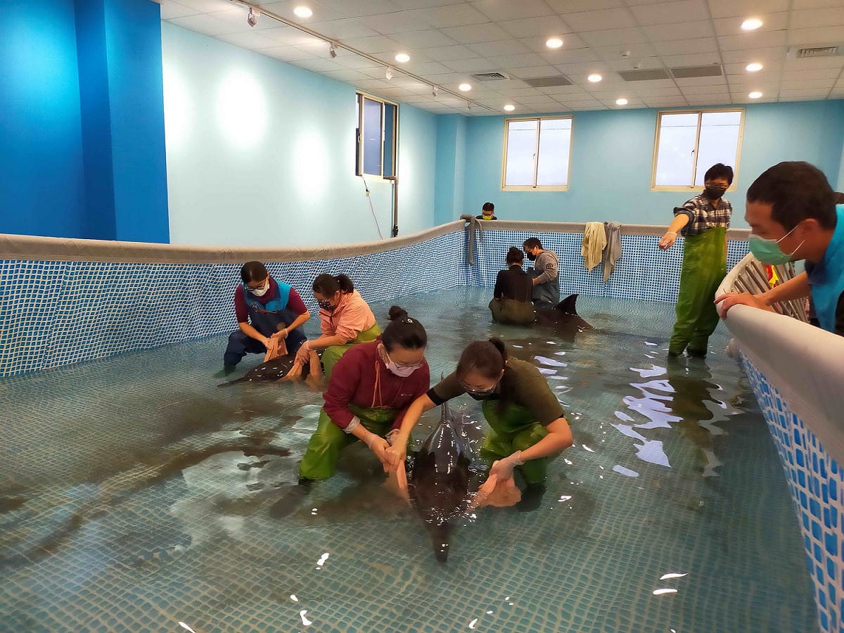 3隻海豚平安抵達八斗子岸置中心，救援團隊安撫鯨豚緊張的情緒。 圖：新北市動保處提供