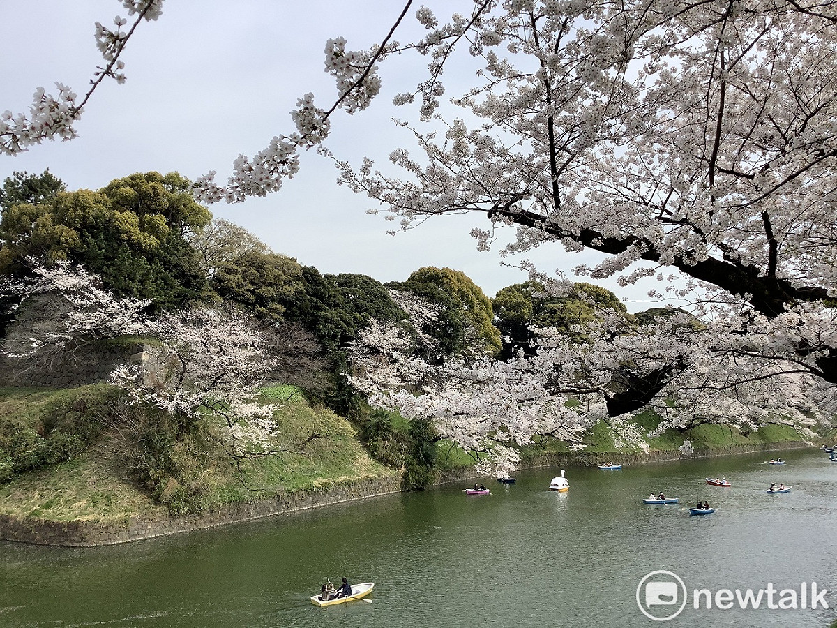 今年三月要來日本賞櫻是很絕望的。圖為去年三月下旬的千鳥淵。 圖：劉黎兒攝