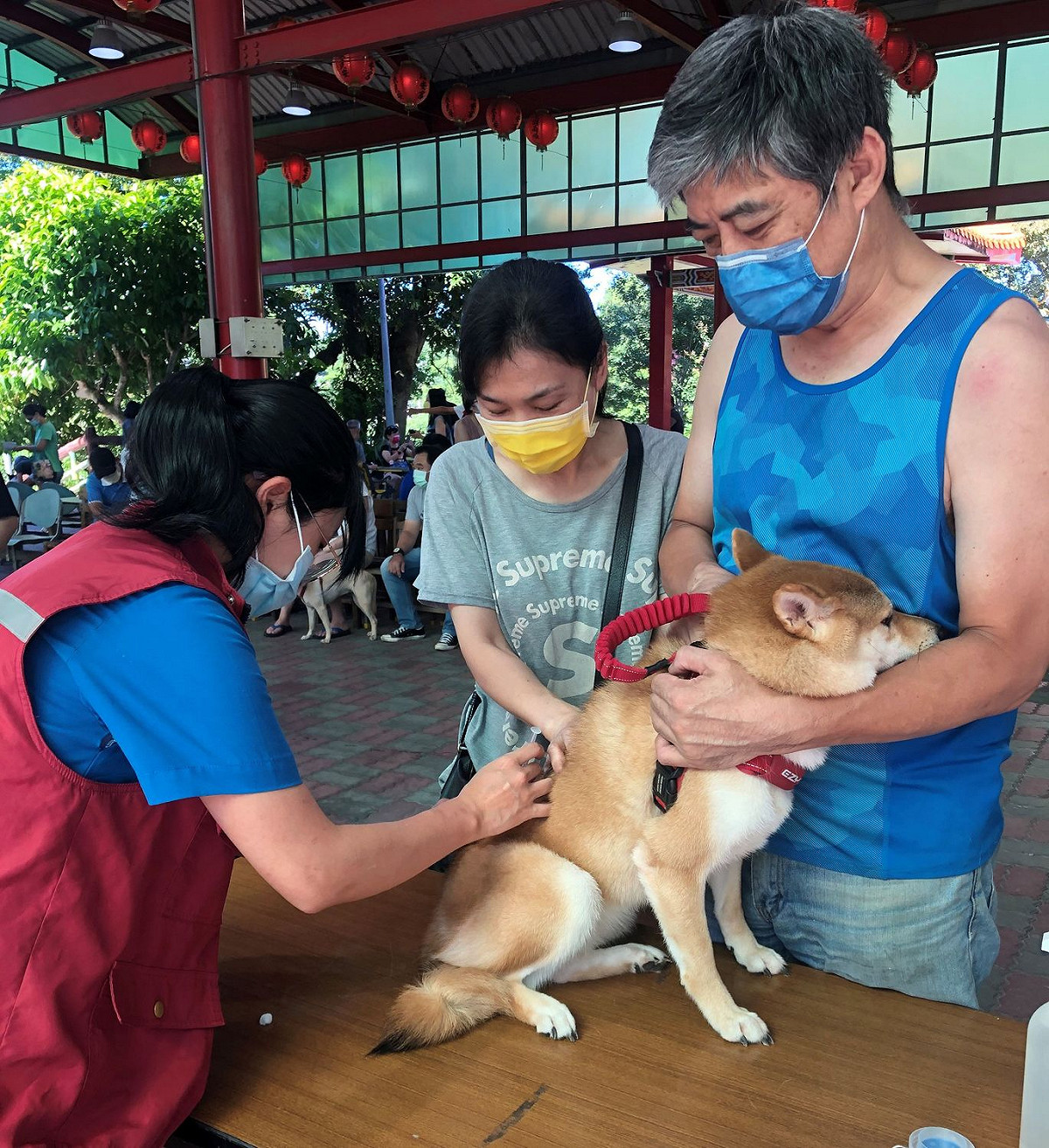林子筠獸醫師進行狂犬病疫苗巡迴注射。 圖：新北市動保處提供