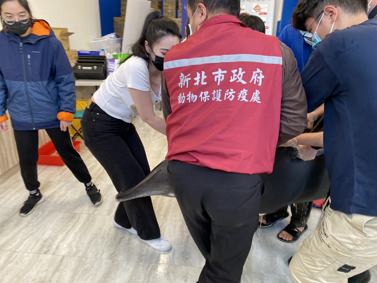新北市動保處與相關單位人員進行海豚野放前置作業。 圖：新北市動保處提供