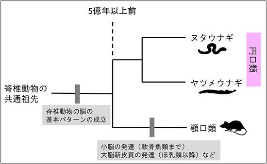日本研究團隊對圓口綱進行研究，期望可以解開脊椎動物的腦的初期演化過程。 圖：翻攝日本理化學研究所官網