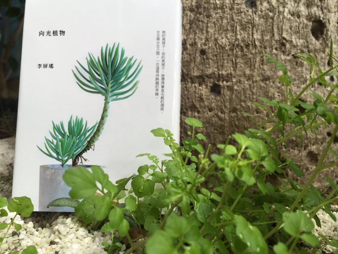 《向光植物》的前身，是李屏瑤從2011年在批踢踢，花了四年時間連載的小說「老夏天」，當時她離開網路書店，成為自由工作者，決定以小說形式，寫下十年的故事。 圖：三餘書店提供