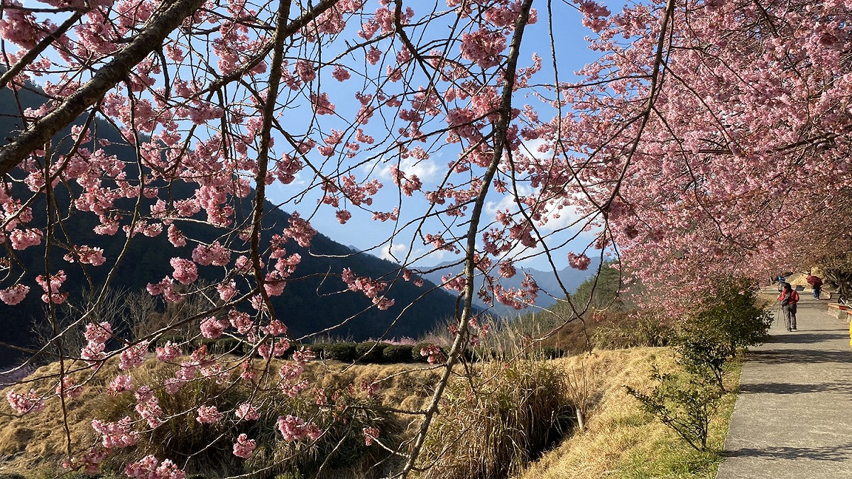 一年一度的武陵農場櫻花季今天粉墨登場，持續至2月28日，共計17天。 圖：台北區監理所提供