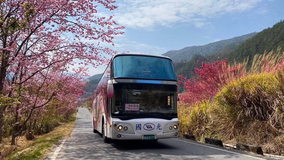 武陵櫻花季今天登場，台北區監理所籲搭客運專車賞櫻。 圖：台北區監理所提供（資料照）