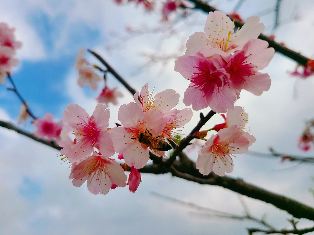 櫻花盛開，蜜蜂自來。 圖：新北市水利局提供