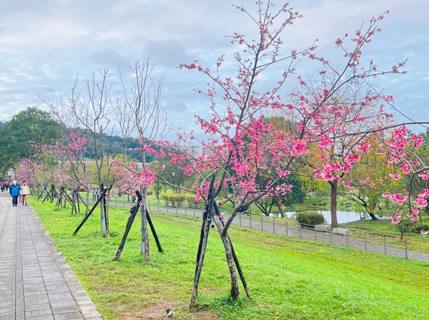 浪漫的櫻花道。 圖：新北市水利局提供