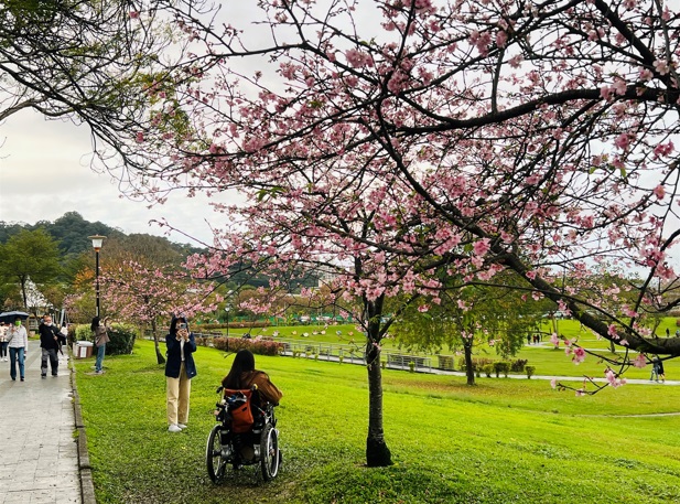 陽光公園公園賞櫻花。 圖：新北市水利局提供